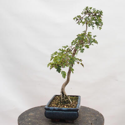 Vonkajší bonsai - Hloh - Crataegus monogyna - 2