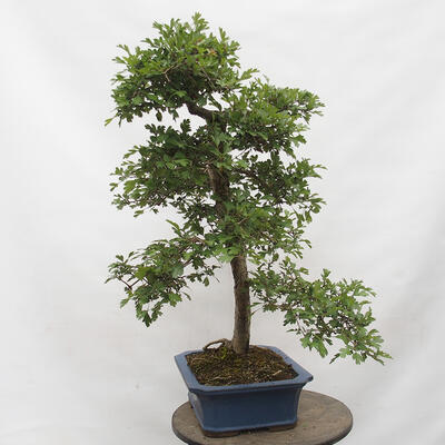 Vonkajší bonsai - Hloh - Crataegus monogyna - 2