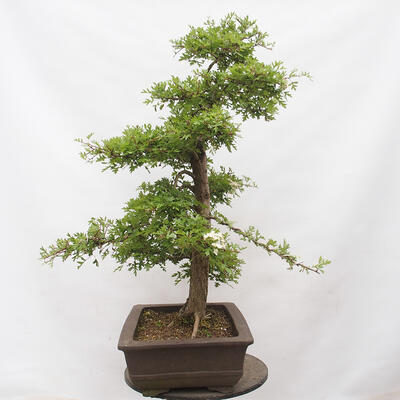 Vonkajší bonsai - Hloh - Crataegus monogyna - 2