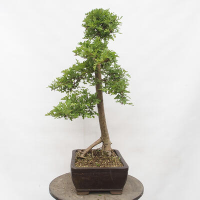 Vonkajší bonsai - Hloh - Crataegus monogyna - 2