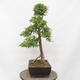 Vonkajší bonsai - Hloh - Crataegus monogyna - 2/5