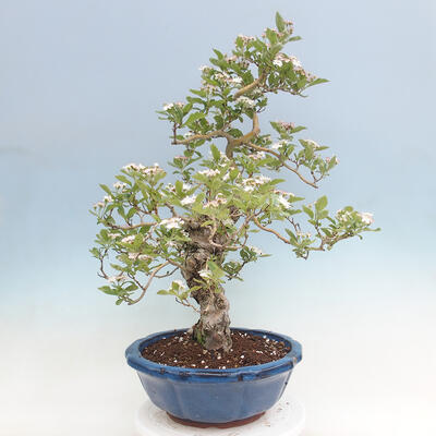 Vonkajší bonsai - Hloh klinovitý - Crataegus cuneata - 2