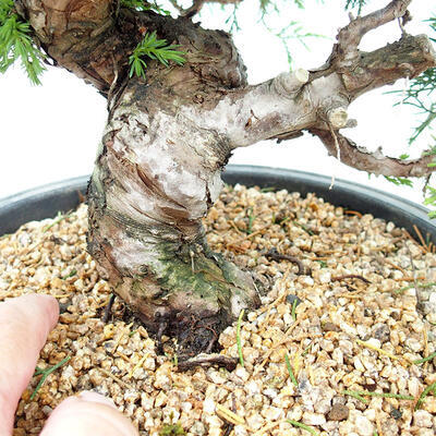 Vonkajšie bonsai - Juniperus chinensis Itoigawa-Jalovec čínsky - 2