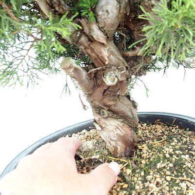 Vonkajšie bonsai - Juniperus chinensis Itoigawa-Jalovec čínsky - 2