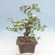 Vonkajší bonsai - Hloh klinovitý - Crataegus cuneata - 2/6