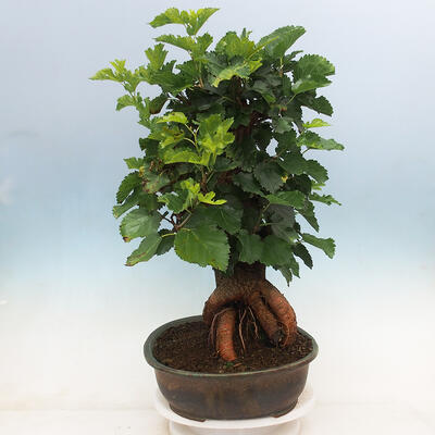 Vonkajšie bonsai -Morus albumy - moruše - 2