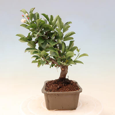 Vonkajší bonsai - Malus sergentiu - Maloplodá jabloň - 2