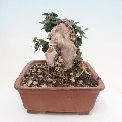 Izbová bonsai - Olea europaea sylvestris -Oliva evropská drobnolistá - 2