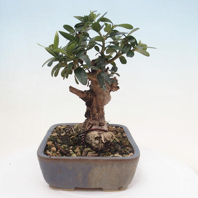 Izbová bonsai - Olea europaea sylvestris -Oliva evropská drobnolistá - 2