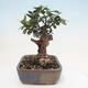 Izbová bonsai - Olea europaea sylvestris -Oliva evropská drobnolistá - 2/7