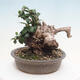 Izbová bonsai - Olea europaea sylvestris -Oliva evropská drobnolistá - 2/7