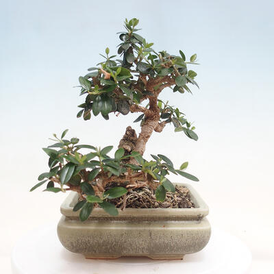 Izbová bonsai - Olea europaea sylvestris -Oliva evropská drobnolistá - 2