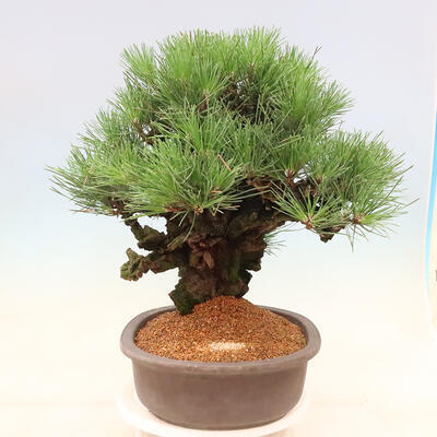 Vonkajšie bonsai - Pinus thunbergii corticosa - borovica korková - 2