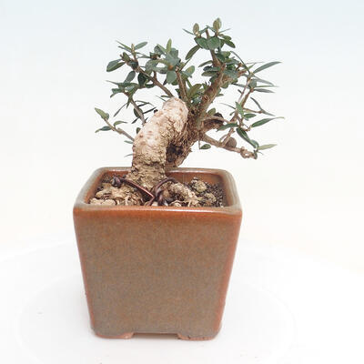 Izbová bonsai - Olea europaea sylvestris -Oliva evropská drobnolistá - 2