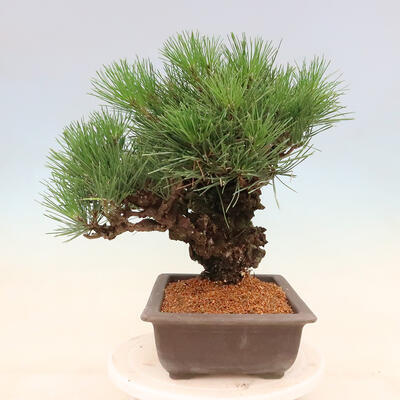 Vonkajšie bonsai - Pinus thunbergii corticosa - borovica korková - 2