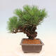 Vonkajšie bonsai - Pinus thunbergii corticosa - borovica korková - 2/4