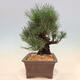 Vonkajšie bonsai - Pinus thunbergii corticosa - borovica korková - 2/4