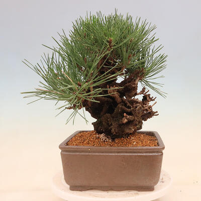 Vonkajšie bonsai - Pinus thunbergii corticosa - borovica korková - 2