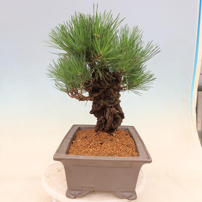 Vonkajšie bonsai - Pinus thunbergii corticosa - borovica korková - 2