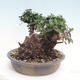 Izbová bonsai - Olea europaea sylvestris -Oliva evropská drobnolistá - 2/7