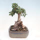 Izbová bonsai - Olea europaea sylvestris -Oliva evropská drobnolistá - 2/7