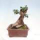 Izbová bonsai - Olea europaea sylvestris -Oliva evropská drobnolistá - 2/7