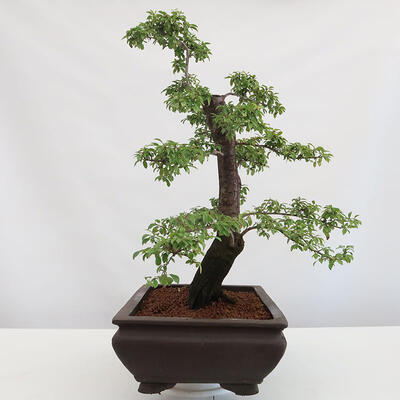 Vonkajšie bonsai - Prunus spinosa - trnka - 2