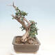 Izbová bonsai - Olea europaea sylvestris -Oliva evropská drobnolistá - 2/7