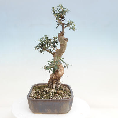 Izbová bonsai - Olea europaea sylvestris -Oliva evropská drobnolistá - 2