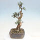 Izbová bonsai - Olea europaea sylvestris -Oliva evropská drobnolistá - 2/7