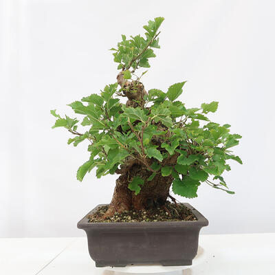 Vonkajšie bonsai -Morus albumy - moruše - 2