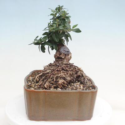 Izbová bonsai - Olea europaea sylvestris -Oliva evropská drobnolistá - 2