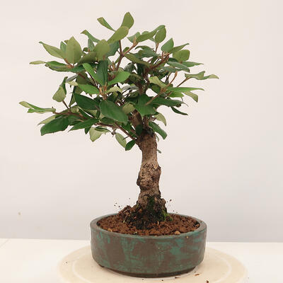 Vonkajšia bonsai-Kalina Bodnanská - Viburum carlesii - 2