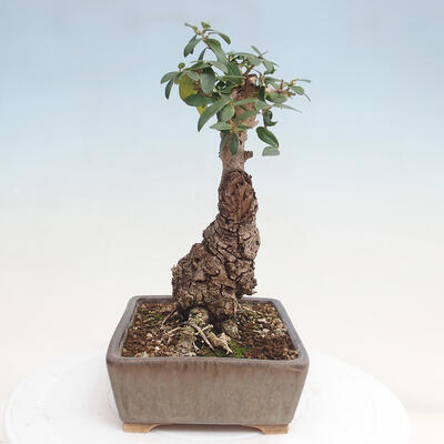 Izbová bonsai - Olea europaea sylvestris -Oliva evropská drobnolistá - 2