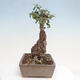 Izbová bonsai - Olea europaea sylvestris -Oliva evropská drobnolistá - 2/7