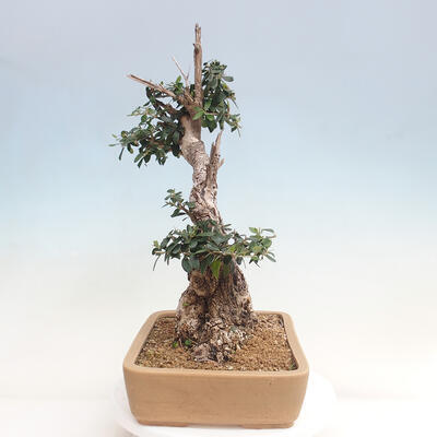 Izbová bonsai - Olea europaea sylvestris -Oliva evropská drobnolistá - 2