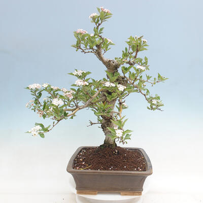 Vonkajší bonsai - Hloh klinovitý - Crataegus cuneata - 2