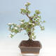 Vonkajší bonsai - Hloh klinovitý - Crataegus cuneata - 2/6