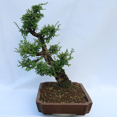 Vonkajšie bonsai - Zelkova - Zelkova NIRE - 2