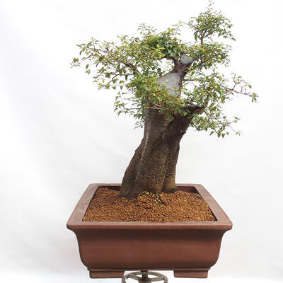 Vonkajší bonsai - Prunus spinosa - trnka - 2