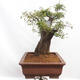 Vonkajší bonsai - Prunus spinosa - trnka - 2/5