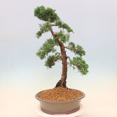 Vonkajšie bonsai - Juniperus chinensis Kishu -Jalovec čínsky - 2