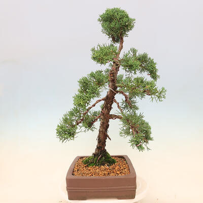 Vonkajšie bonsai - Juniperus chinensis Kishu -Jalovec čínsky - 2