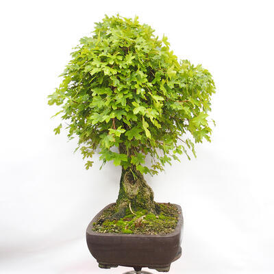 Vonkajší bonsai -Javor babyka - Acer campestre - 2