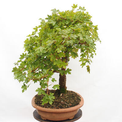 Vonkajší bonsai -Javor babyka - Acer campestre - 2