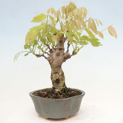 Vonkajšia bonsai - Vistarie kvetnatá - Wisteria floribunda - 2