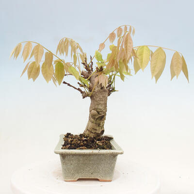 Vonkajšia bonsai - Vistarie kvetnatá - Wisteria floribunda - 2