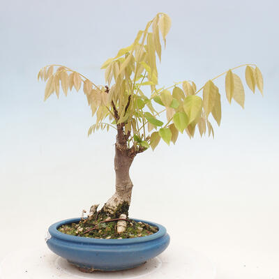 Vonkajšia bonsai - Vistarie kvetnatá - Wisteria floribunda - 2