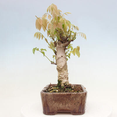 Vonkajšia bonsai - Vistarie kvetnatá - Wisteria floribunda - 2