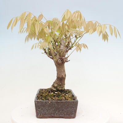 Vonkajšia bonsai - Vistarie kvetnatá - Wisteria floribunda - 2